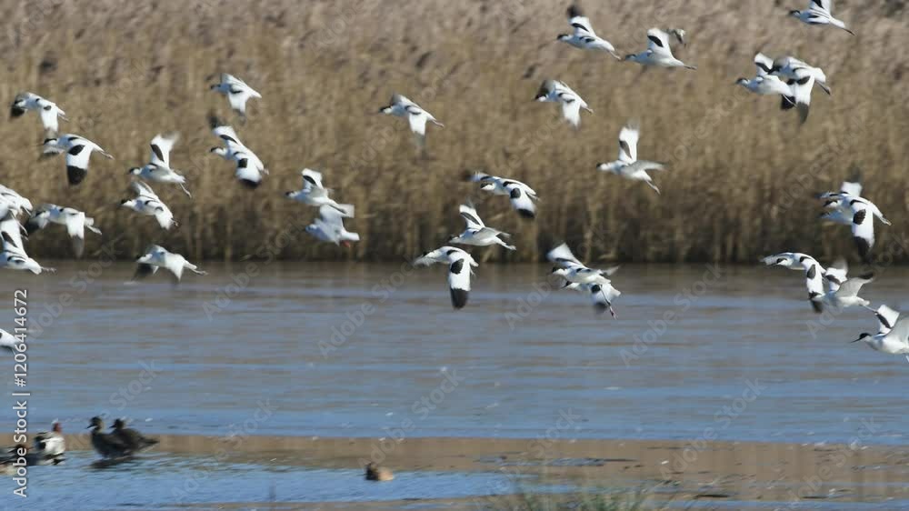 Pied Avocet, Recurvirostra avosetta, birds in flight over winter marshes at sunrise