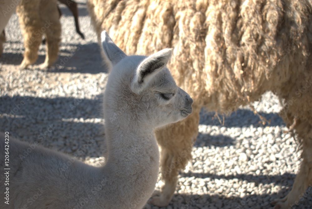 Fototapeta premium animal, llama, mamífero, chacras, administrar, alpaca, naturaleza, pelaje, caballo, blanco, cara, asno, café, lama, retrato, inhospitalario, fauna, cuca, zoo, chistoso, animal, cabello, camello, espig