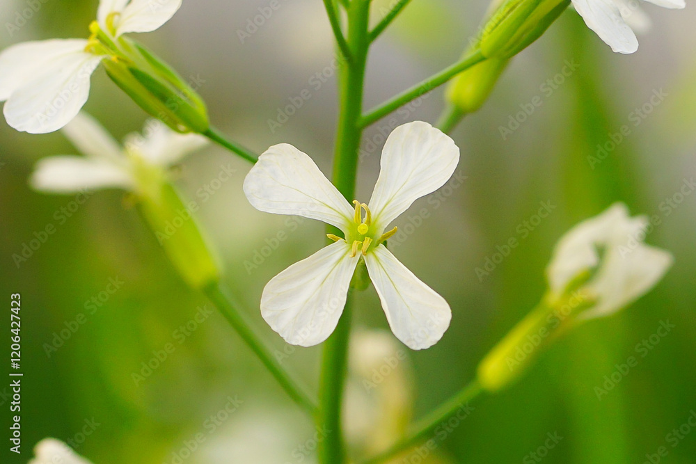 Fototapeta premium Arabidopsis thaliana or Thale cress flower