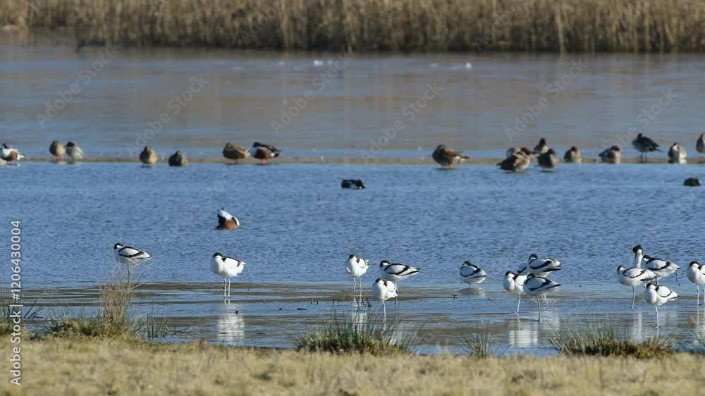 Pied Avocet, Recurvirostra avosetta, birds in flight over winter marshes at sunrise Pied Avocet, Recurvirostra avosetta, birds in flight over winter marshes at sunrise