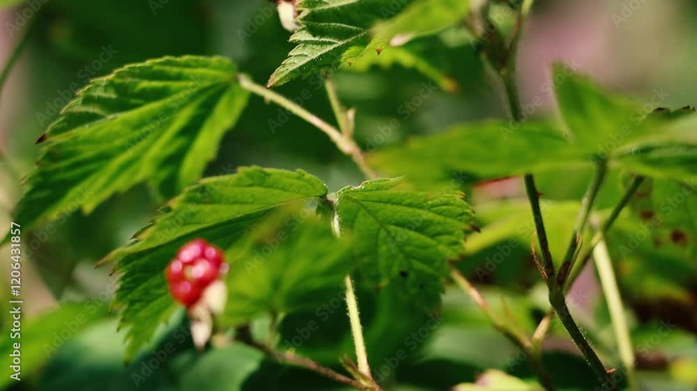 Blackberry close-up in the forest. Natural wild berry. Blackberry close-up in the forest. Natural wild berry.