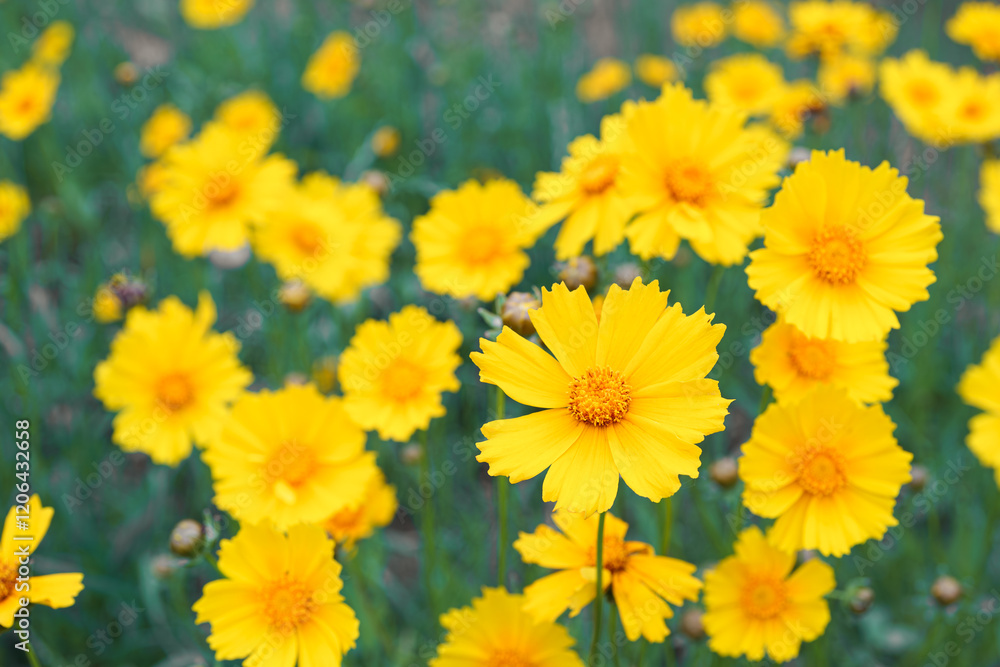 Coreopsis lanceolata, Lanceleaf Tickseed or Maiden eye on meadow, field blooming in summer. Nature, plant, floral background. Yellow flower lance leaved Coreopsis in bloom, close up, macro, top view Coreopsis lanceolata, Lanceleaf Tickseed or Maiden eye on meadow, field blooming in summer. Nature, plant, floral background. Yellow flower lance leaved Coreopsis in bloom, close up, macro, top view