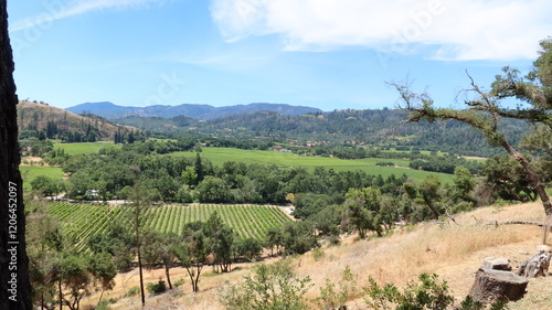 summer vineyard in california 