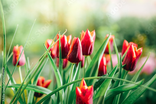 Fotografía Tulips bloom