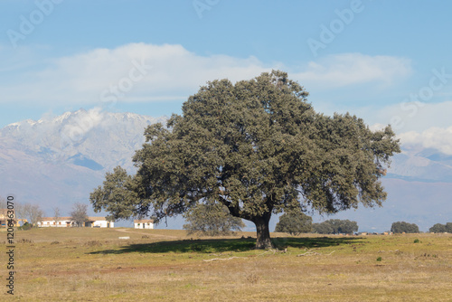 Holm oak in the Extremadura pastures, Quercus ilex photo