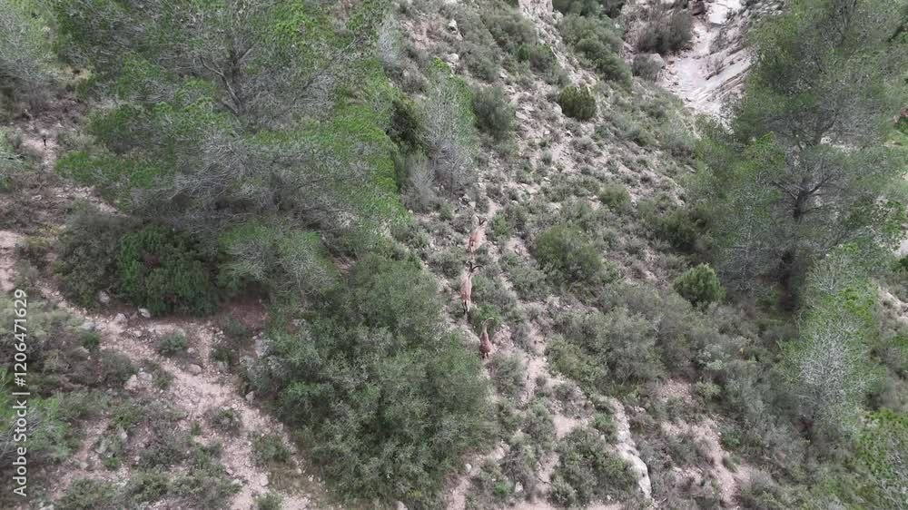 Aerial drone chasing zenithal view of three wild male Spanish Goats running across a mountainous landscape in Castellon, Spain. Clouded sky. 4K Aerial drone chasing zenithal view of three wild male Spanish Goats running across a mountainous landscape in Castellon, Spain. Clouded sky. 4K
