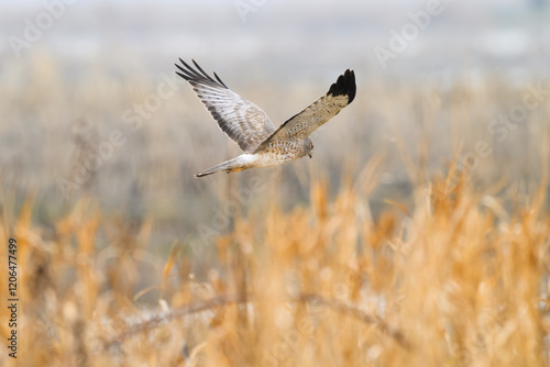 Northern Harrier Circus hudsonius flying wings raised above winter field photo