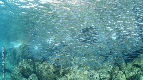 silversides   underwater silverside fish school wavy sea protection Atherina boyeri next to rocks photo