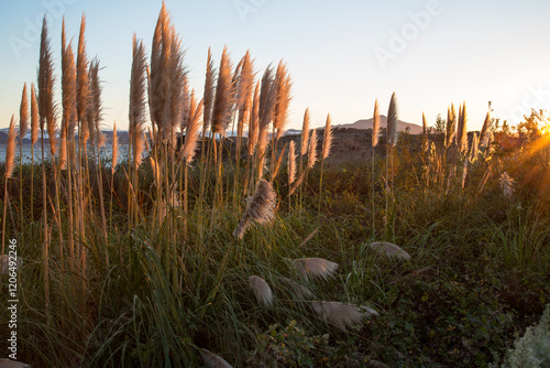 Indian grass
