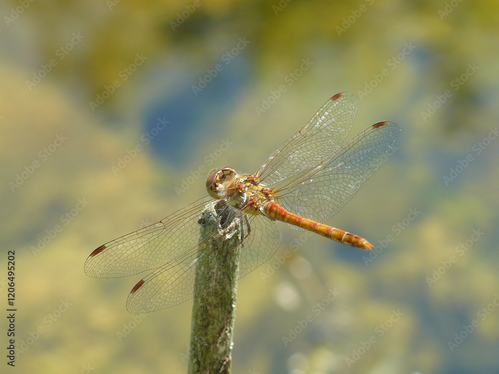 Libelle Libelle