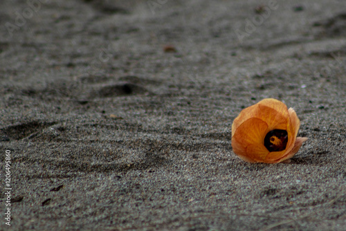 Flower on the sand