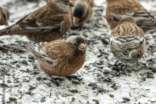 Gray-crowned Rosy-Finch (Leucosticte tephrocotis); Laramie, Wyoming photo