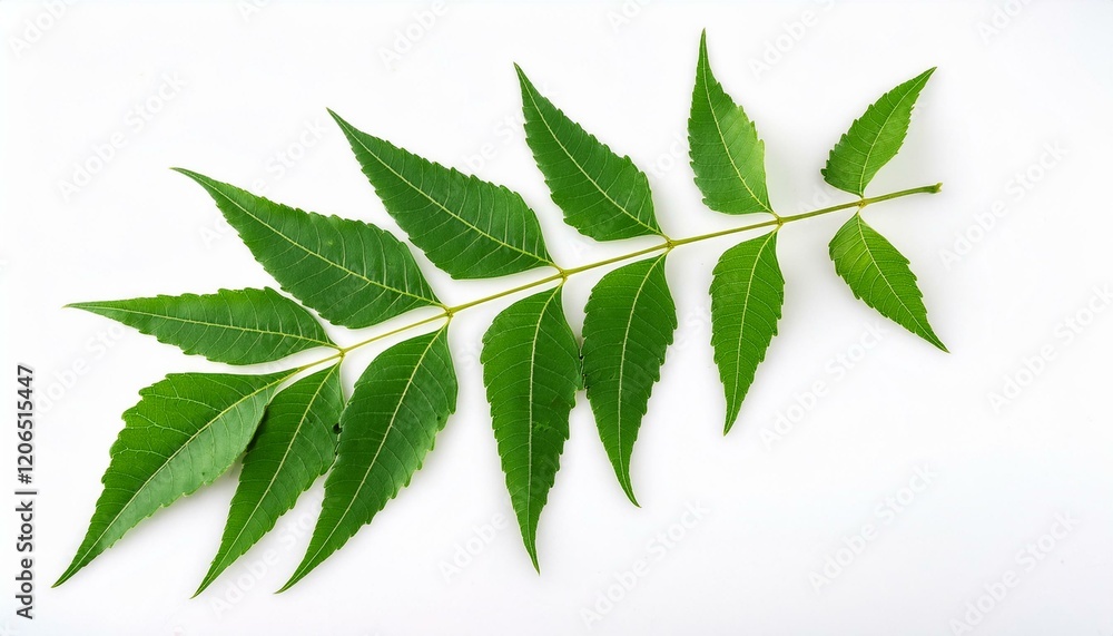 Vibrant green neem leaves on a white background. Vibrant green neem leaves on a white background.