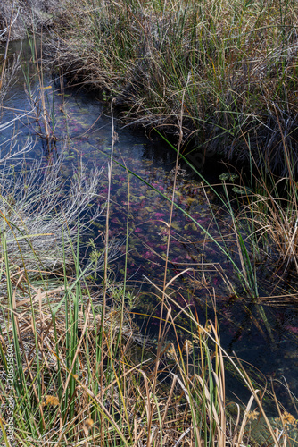 La Poza Azul de Cuatro Ciénegas, a crystalline oasis in the desert, Coahuila Mexico