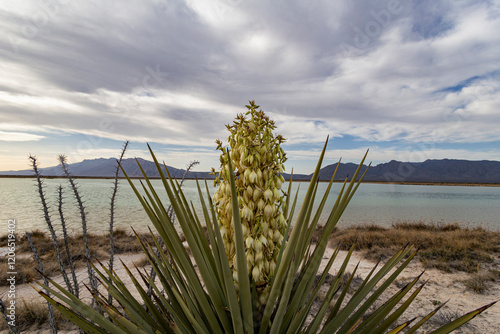 The Cuatro Ciénagas natural reserve, one of the most important wetlands in the world, Coahuila Mexico photo