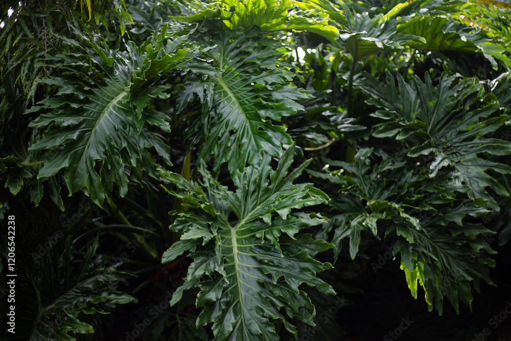 Green leaves, botanical, lush, tropical environment, leaf close-up. Green leaves, botanical, lush, tropical environment, leaf close-up.