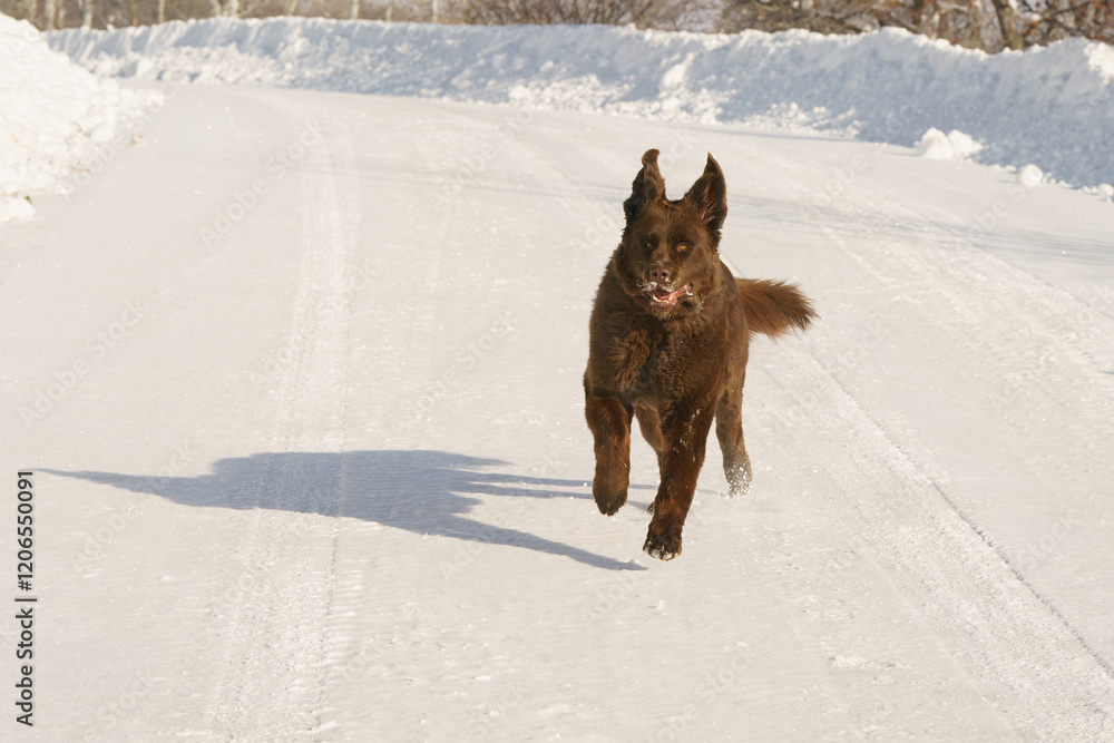 Naklejka premium Solitary brown newfoundland dog on a snowy road in Colorado
