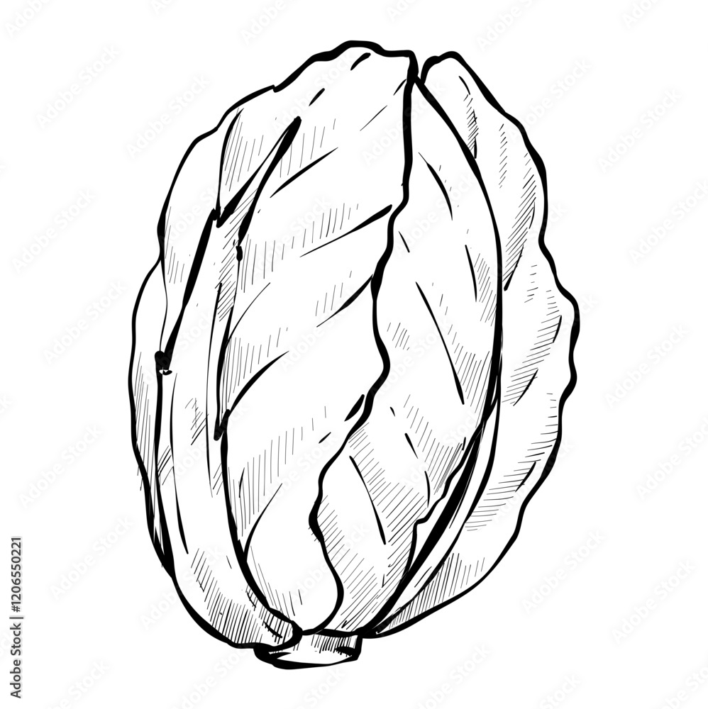 Fototapeta premium Chinese cabbage handdrawn illustration