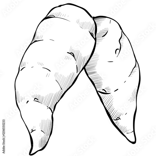 sweet potato handdrawn illustration