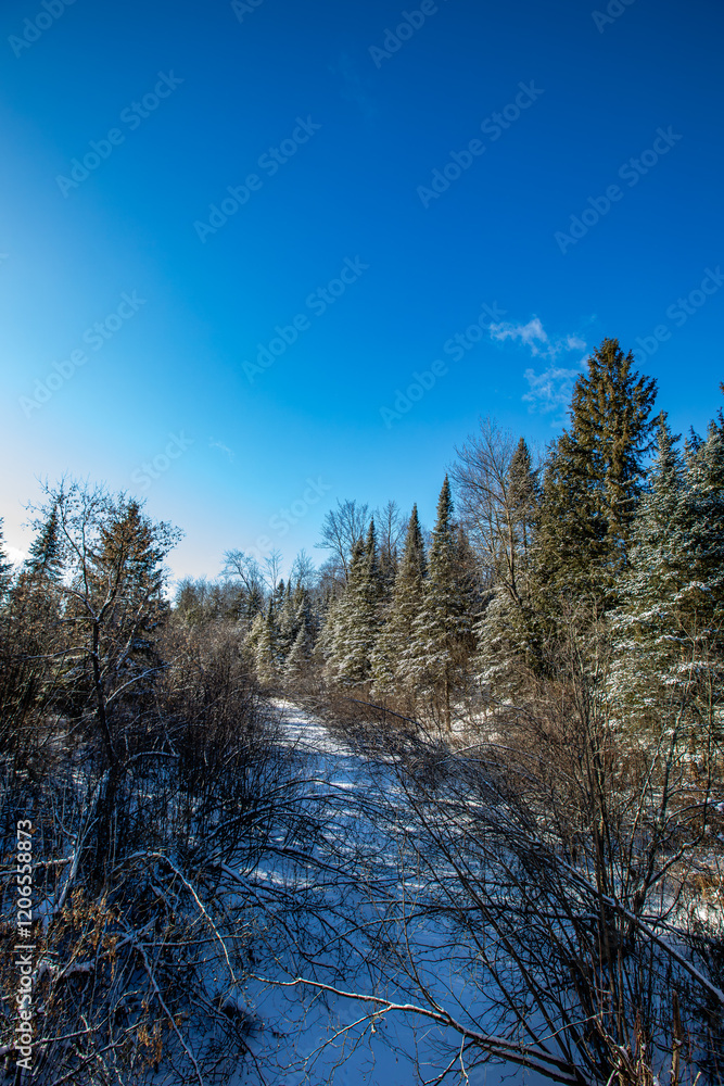 Wisconsin forest with a frozen stream and a blue sky Wisconsin forest with a frozen stream and a blue sky