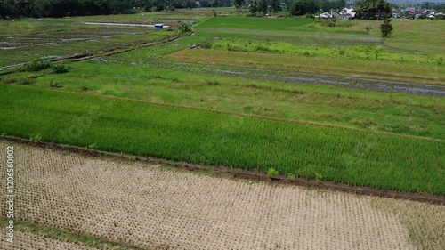 Green Rice Terraces in asia: Aerial Agricultural Overview