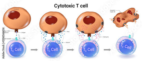 The killing action of cytotoxic T cells. T-Cell Activation. T-Lymphocytes. Human adaptive immune system. Specific immune response.