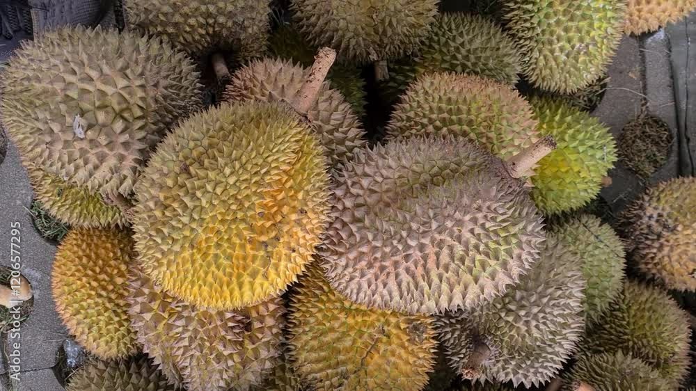 A pile of durian fruits showing their unique spiky texture and varied ripeness stages A pile of durian fruits showing their unique spiky texture and varied ripeness stages