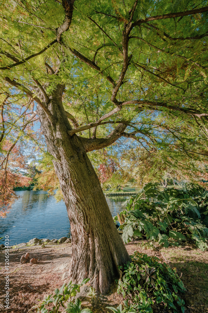 Vibrant Autumn Colors Along Avon River in Christchurch, New Zealand Vibrant Autumn Colors Along Avon River in Christchurch, New Zealand