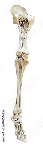 A complete anatomical study of the calf bone, against a transparent PNG white background photo