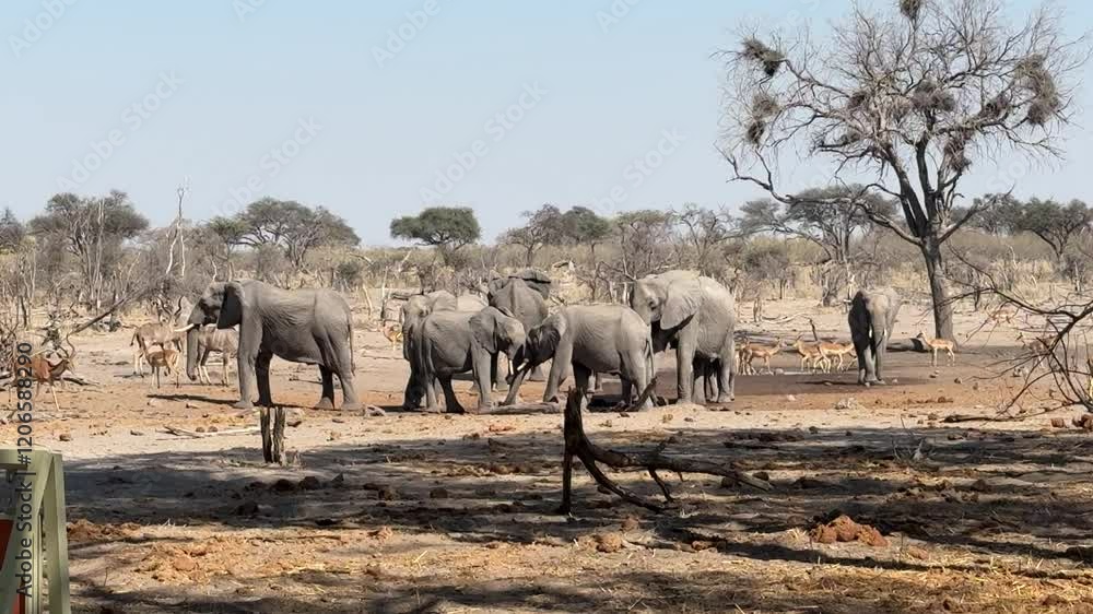 Herd of elephants seen at a watering hole in a safari camp of Botswana Herd of elephants seen at a watering hole in a safari camp of Botswana