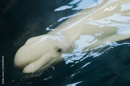 Fotografie Beluga whale