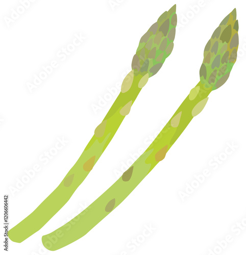アスパラガス 野菜 ベクター素材