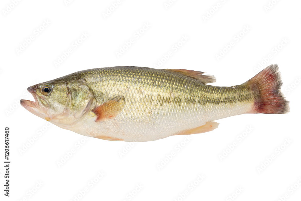 a perch fish isolated on white background. a perch fish isolated on white background.