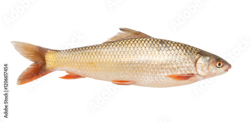Wall Mural a dace fish isolated on white background.