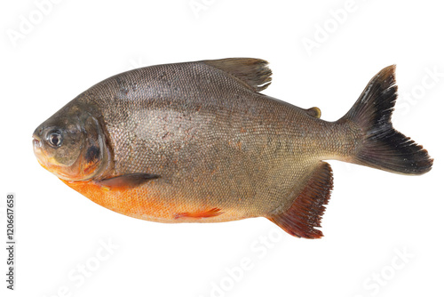 a tambaqui fish or colossoma macropomum isolated on white background.