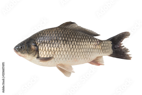 Tableau sur toile a crucian carp fish isolated on white background.