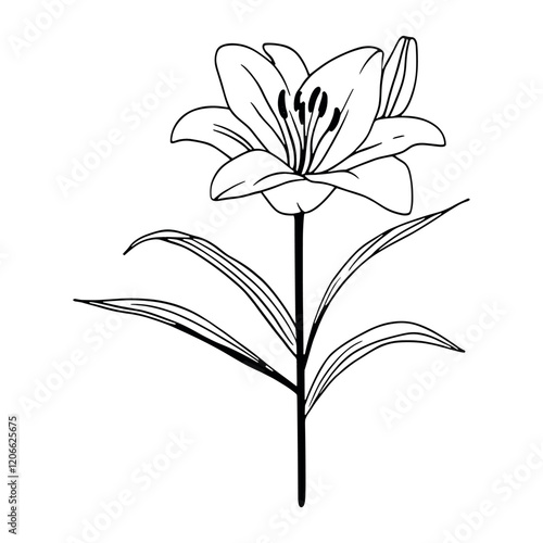 Lily flower drawing art simple vector