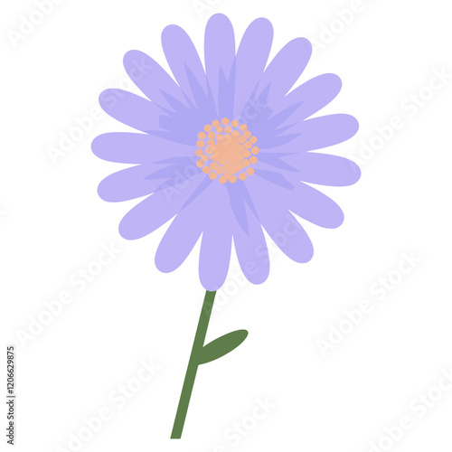 Aster flower illustration aster art vector