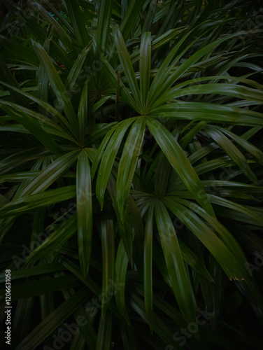 palm leaf pattern on black background