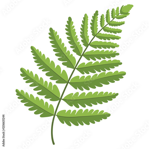 Fern leaf fern illustration plant vector
