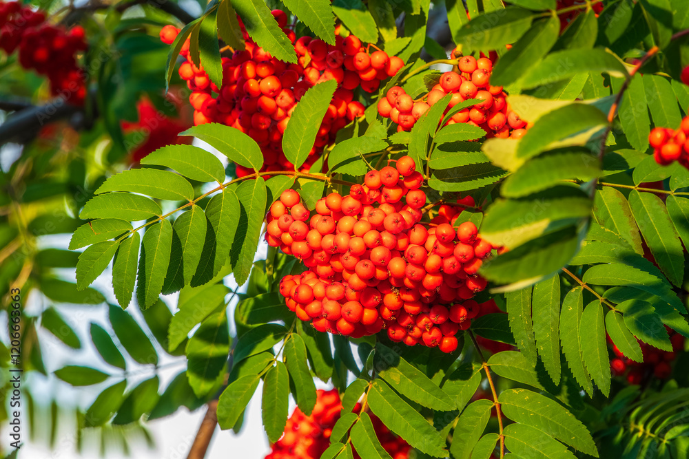 Autumn bright red rowan berries with leaves Autumn bright red rowan berries with leaves