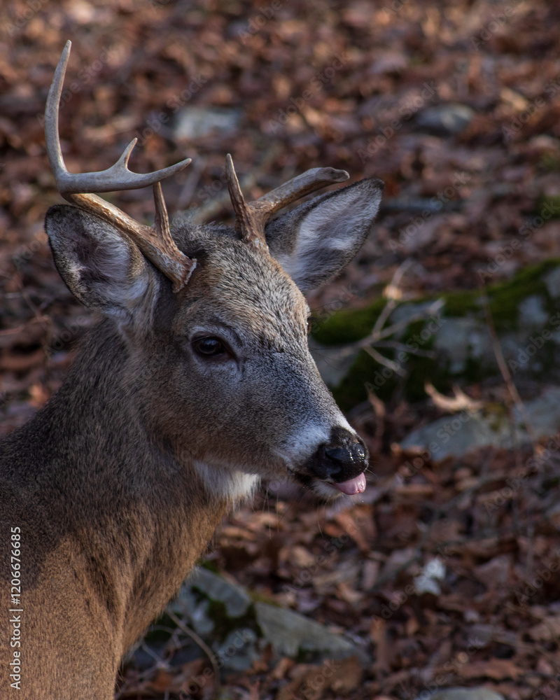 Fototapeta premium Sassy Whitetail Buck sticking out his tongue 