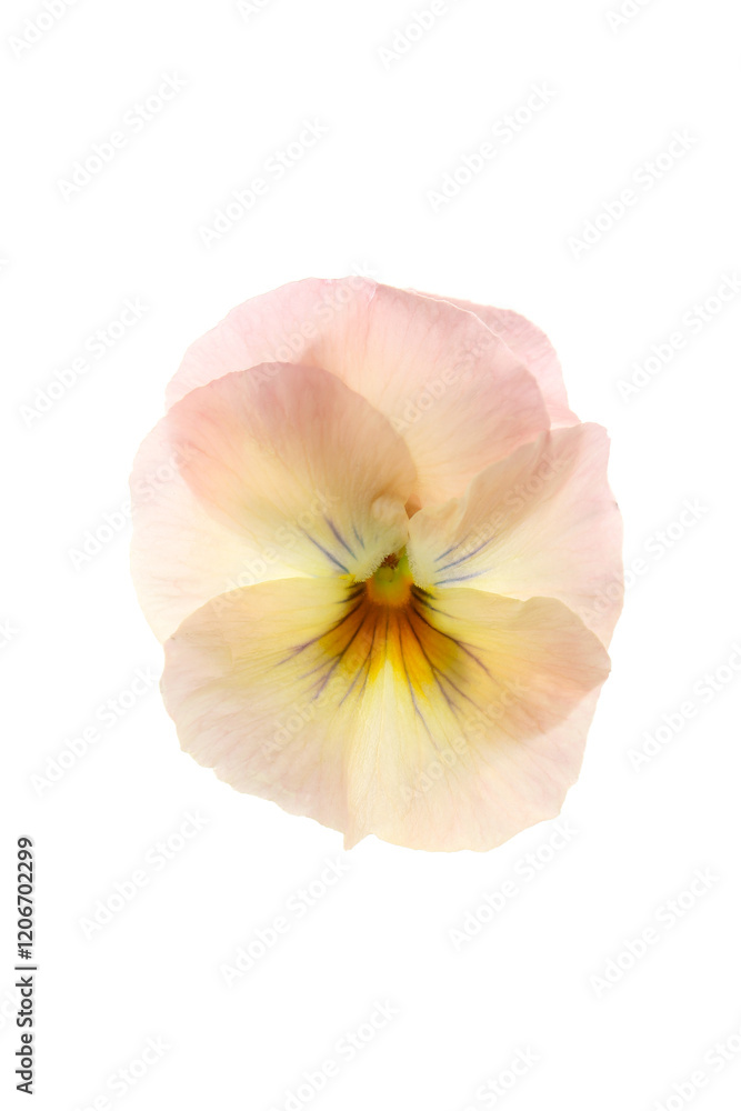 pale color viola flowers isolated on a white background pale color viola flowers isolated on a white background