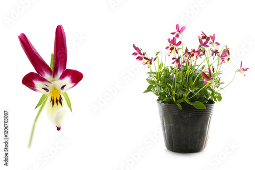 purple bunny ears viola in bloom, isolated on a white background photo