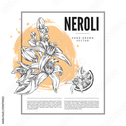 Vector illustration of poster featuring black and white sketch of neroli flowers and fruit slice.