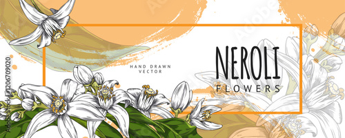 Neroli twig flowers and leaves vector hand drawn label design, Citrus tree blossom, cosmetic, perfumery medicinal plant