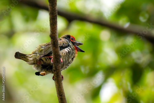 the coppersmith barbet on the branch photo