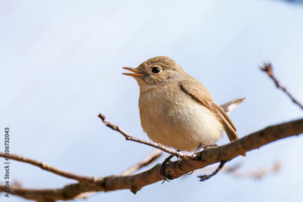 突き出した尻尾が可愛いニシオジロビタキ(ヒタキ科)
英名学名:Red-breasted flycatcher (Ficedula parva)
東京都大田区、多摩川台公園 2025年
突き出した尻尾が可愛いニシオジロビタキ(ヒタキ科)
英名学名:Red-breasted flycatcher (Ficedula parva)
東京都大田区、多摩川台公園 2025年