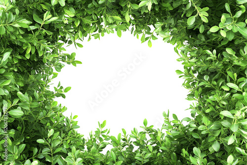 Wallpaper Mural frame of green leaves, fresh green bush plant, copy space for text, transparent background, cutout png Torontodigital.ca