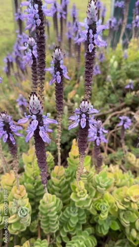 purple flowers growing outdoors on Coleus neochilus plant, Plectranthus neochilus, Lobster Flower photo